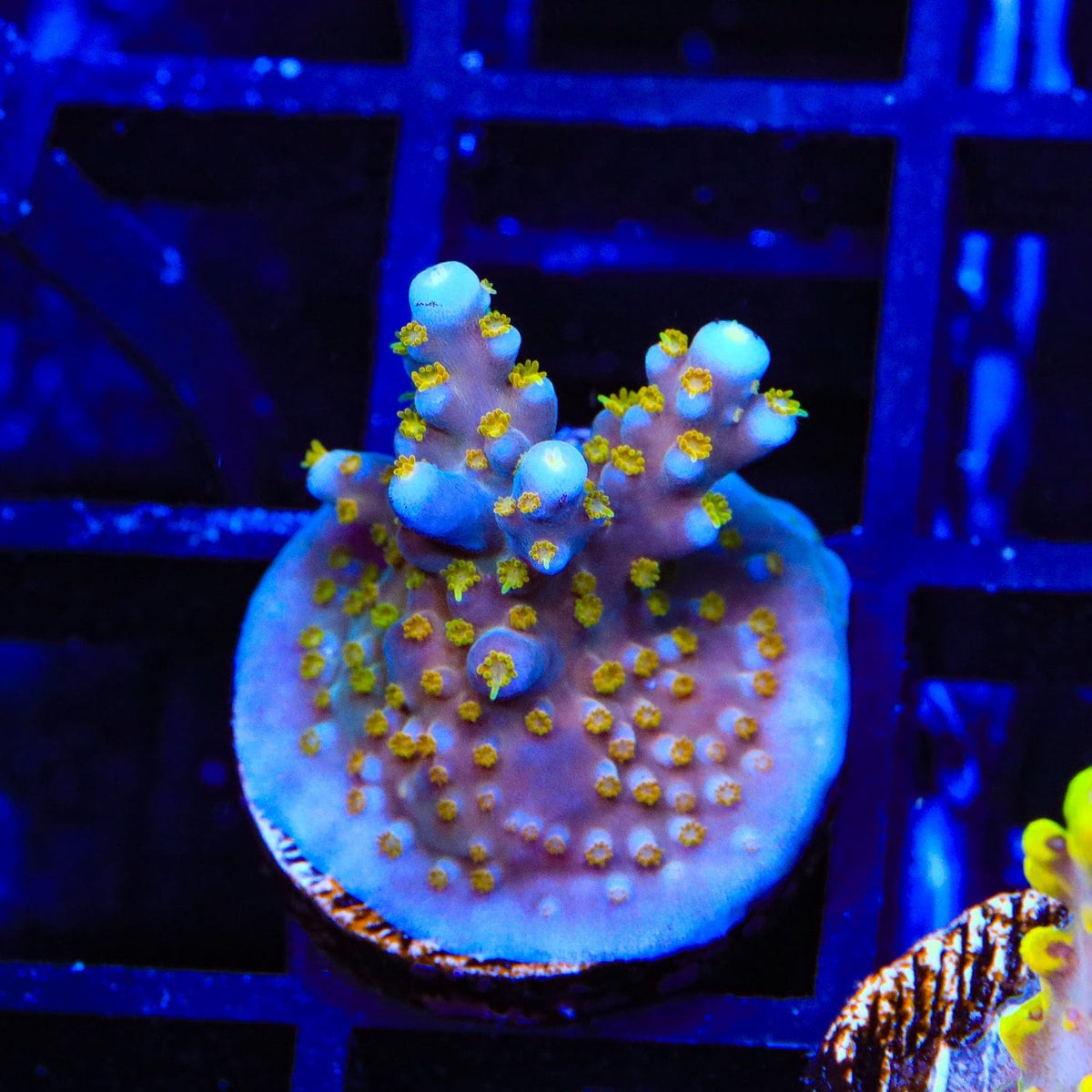 TSA Goliath Acropora Coral