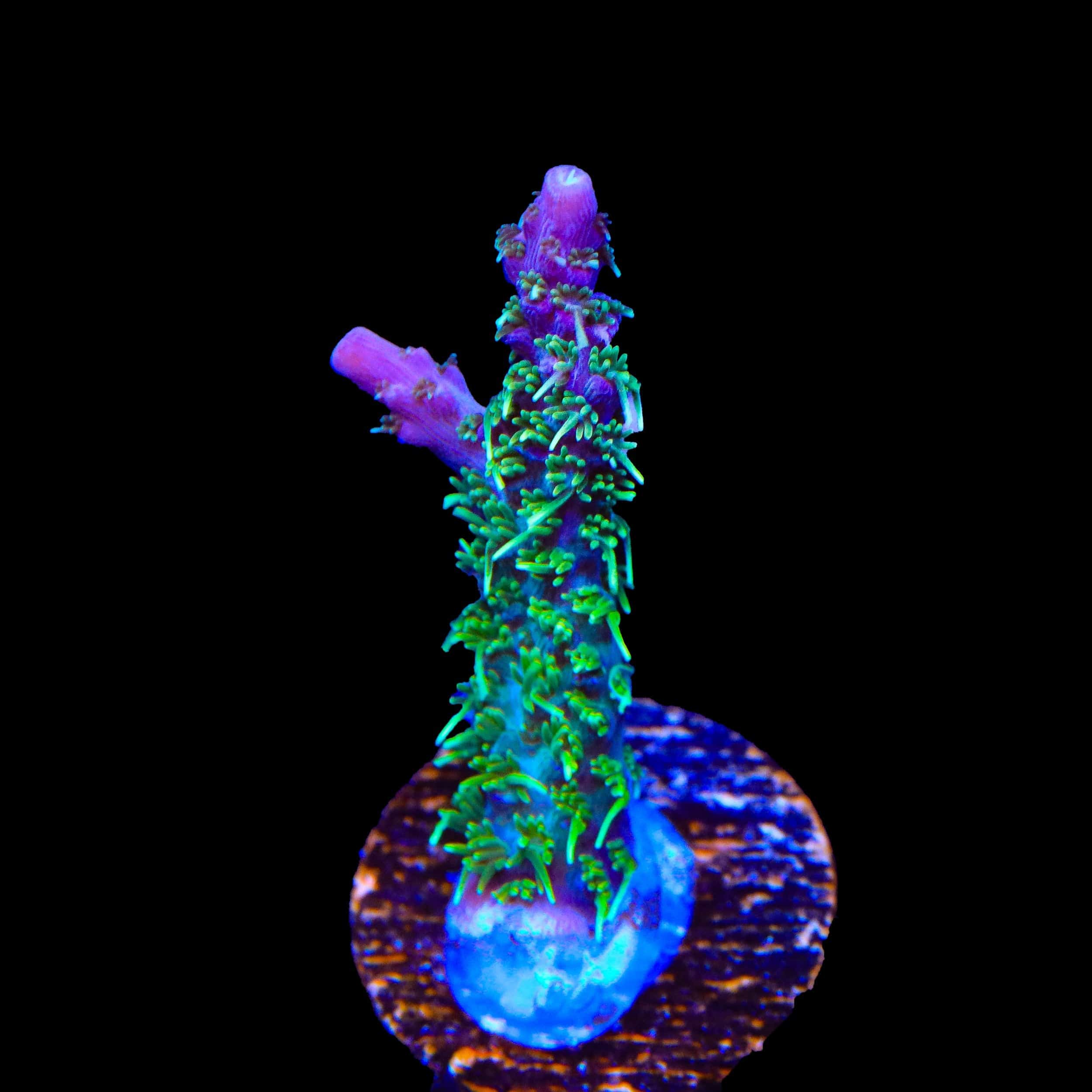 TSA Grape Ape Acropora Coral