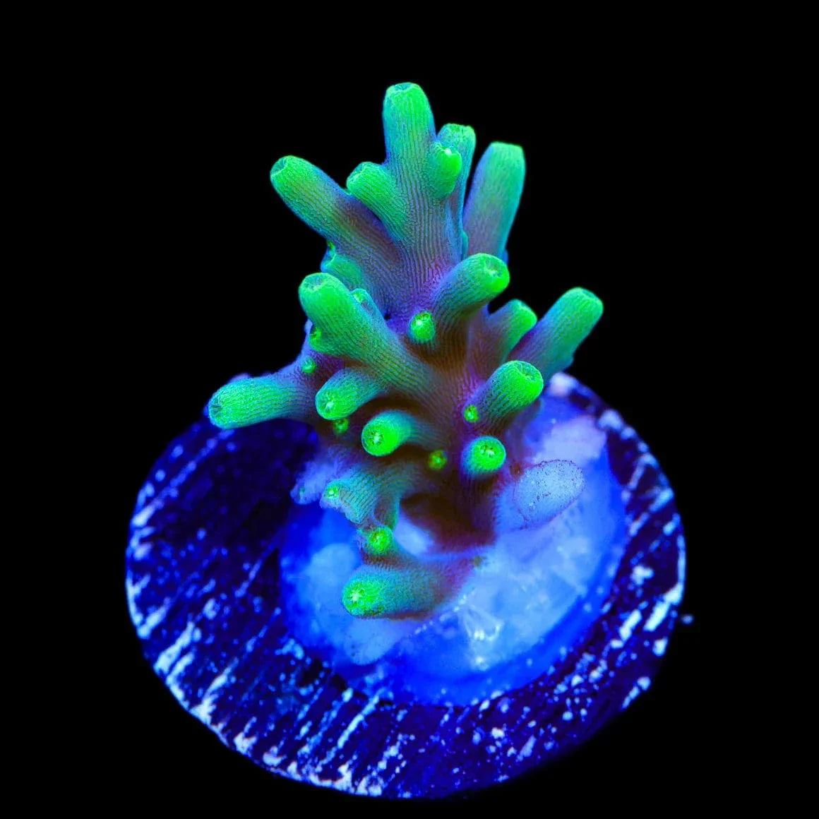 TSA Green Dragon Acropora Coral