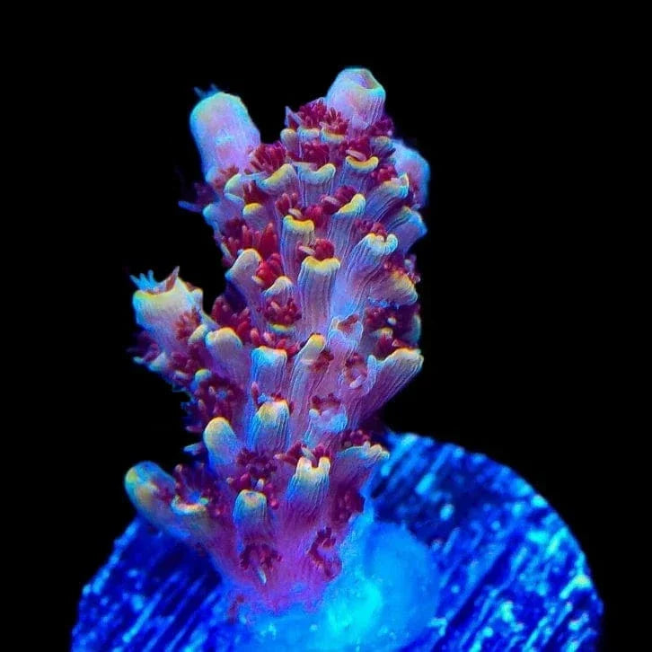 TSA Habanero Acropora Coral