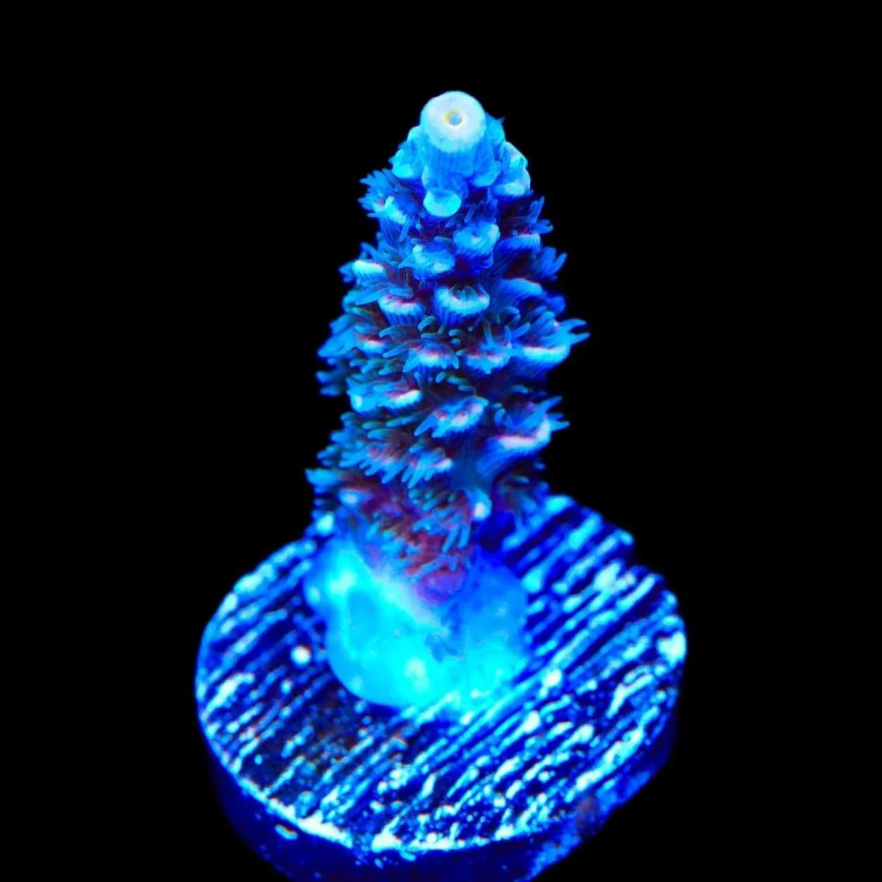 TSA Haymaker Tenuis Acropora Coral
