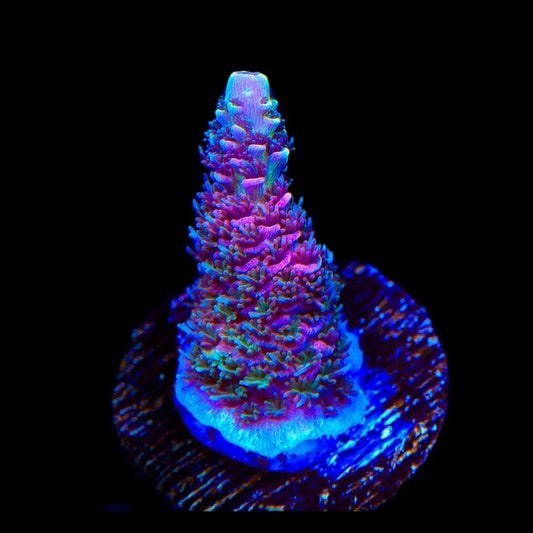 TSA Heaven and Hell Millepora Acropora Coral