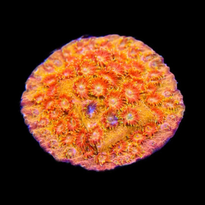 TSA Hi-C Cyphastrea Coral