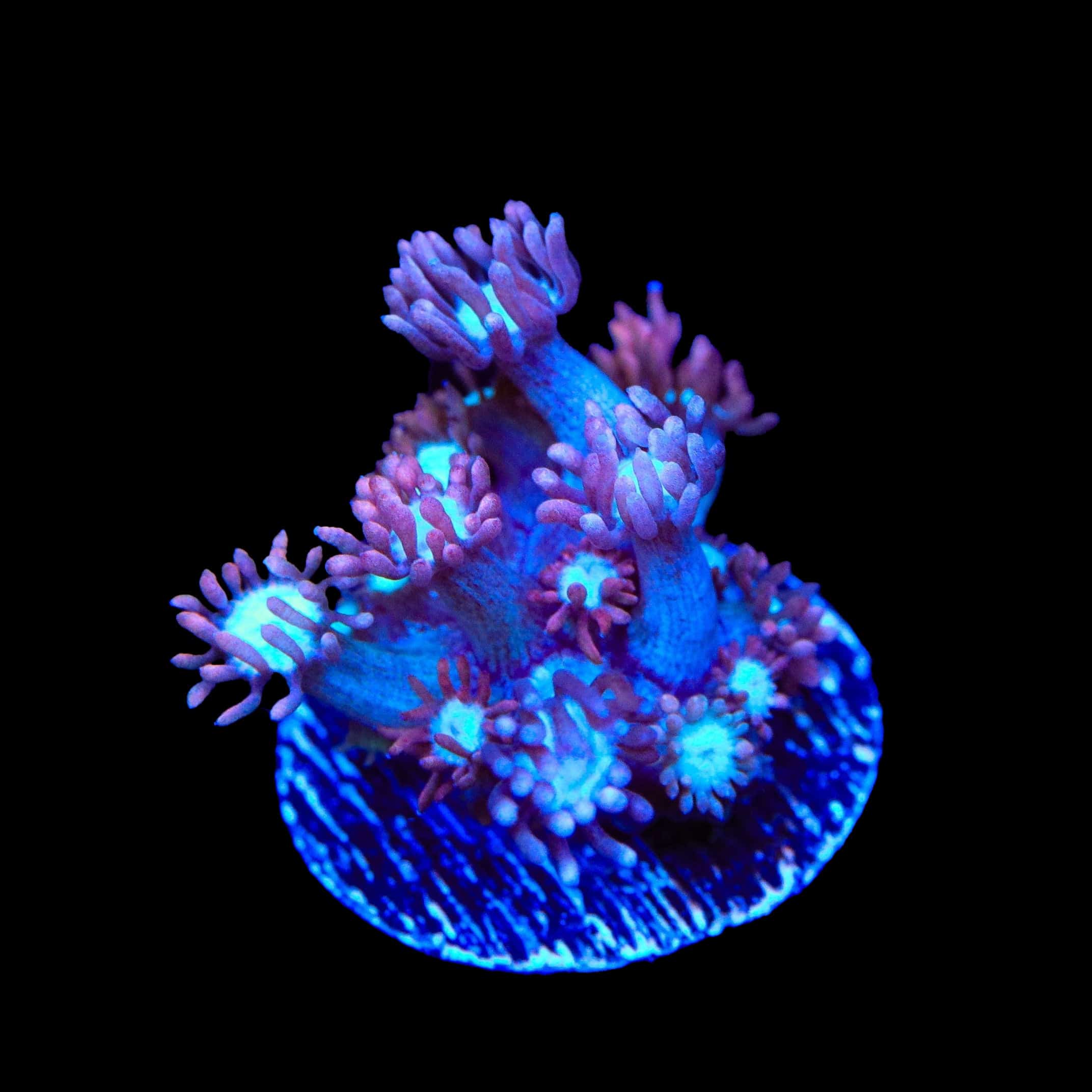 TSA Hot Flash Goniopora Coral