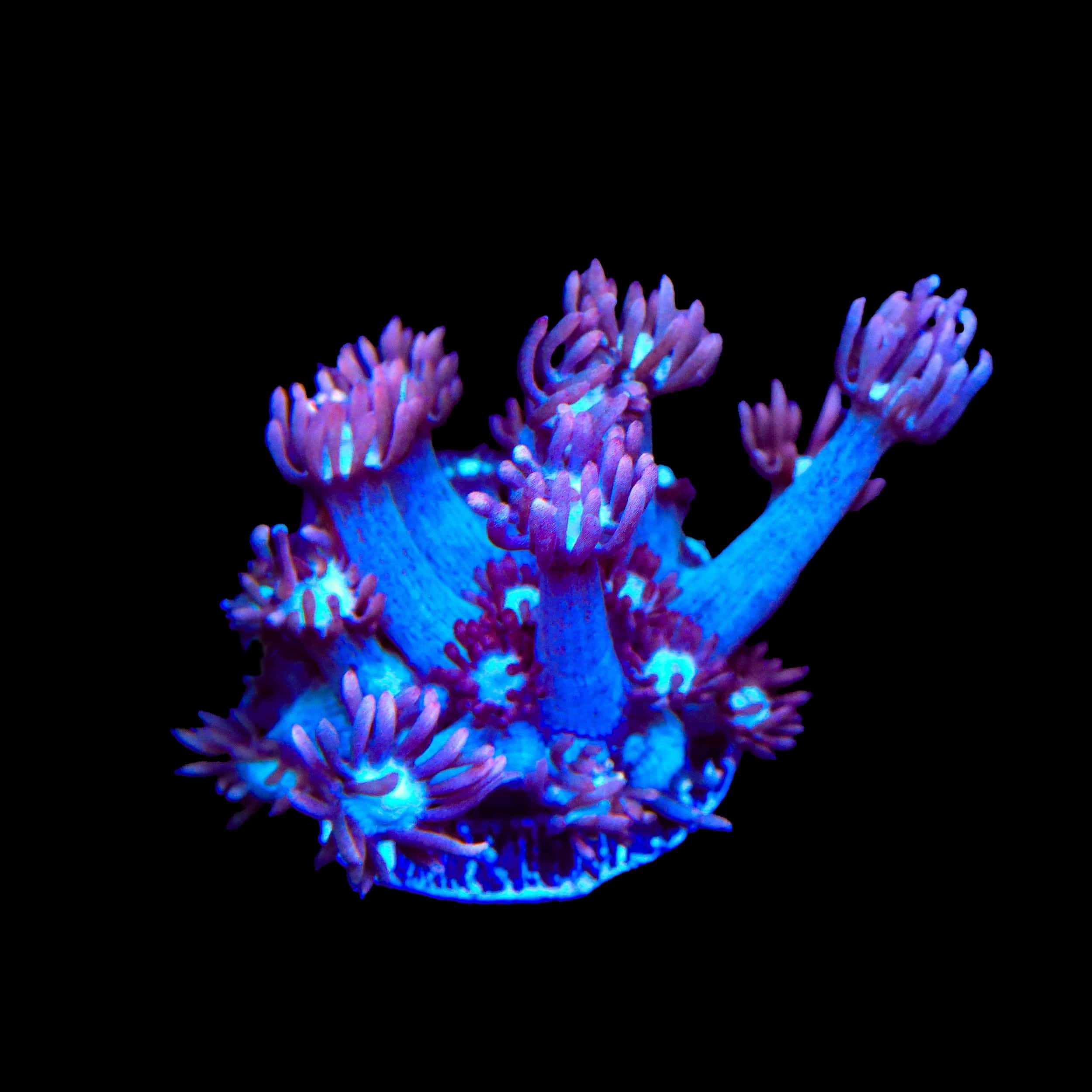 TSA Hot Flash Goniopora Coral