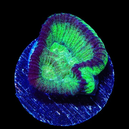 TSA Irish Favia Coral
