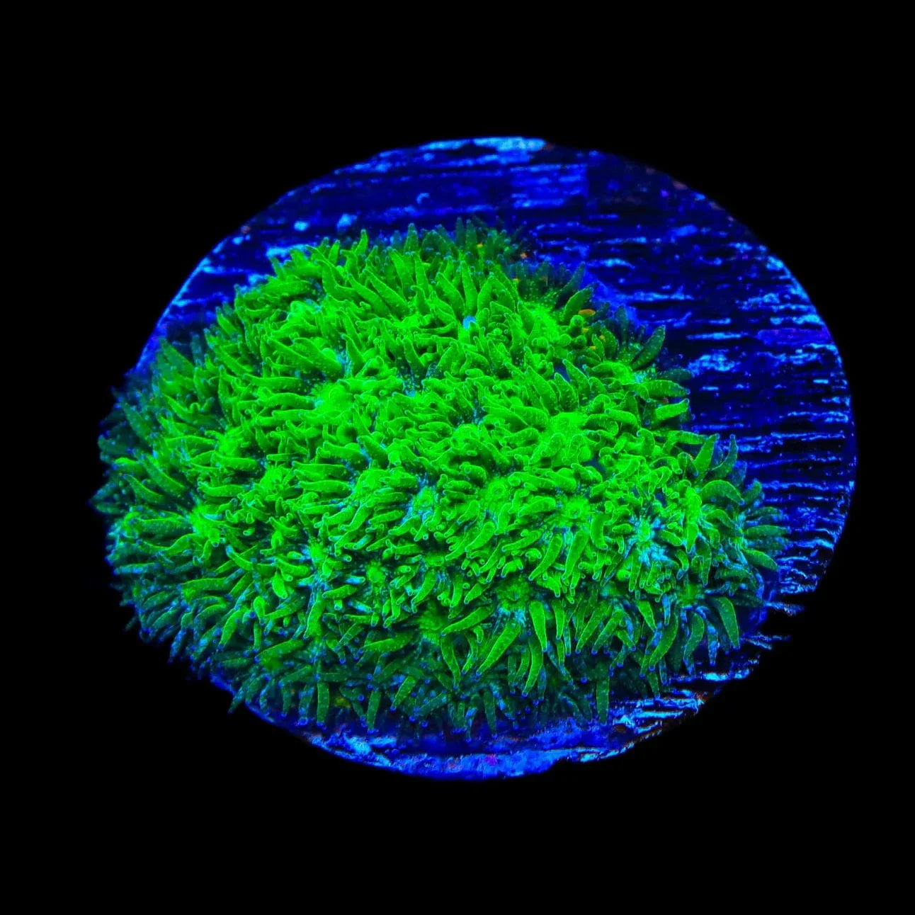 TSA Jade Leptastrea Coral