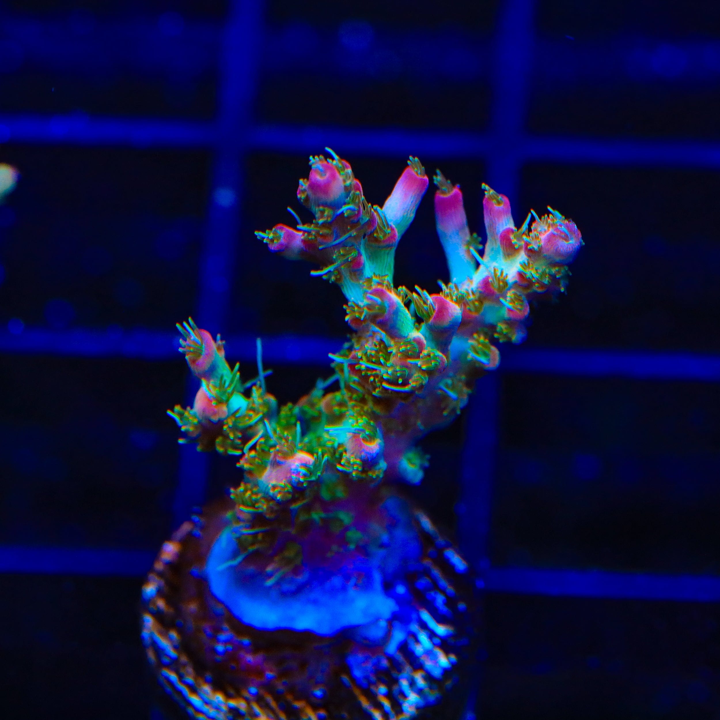 TSA Lavender Haze Acropora Coral