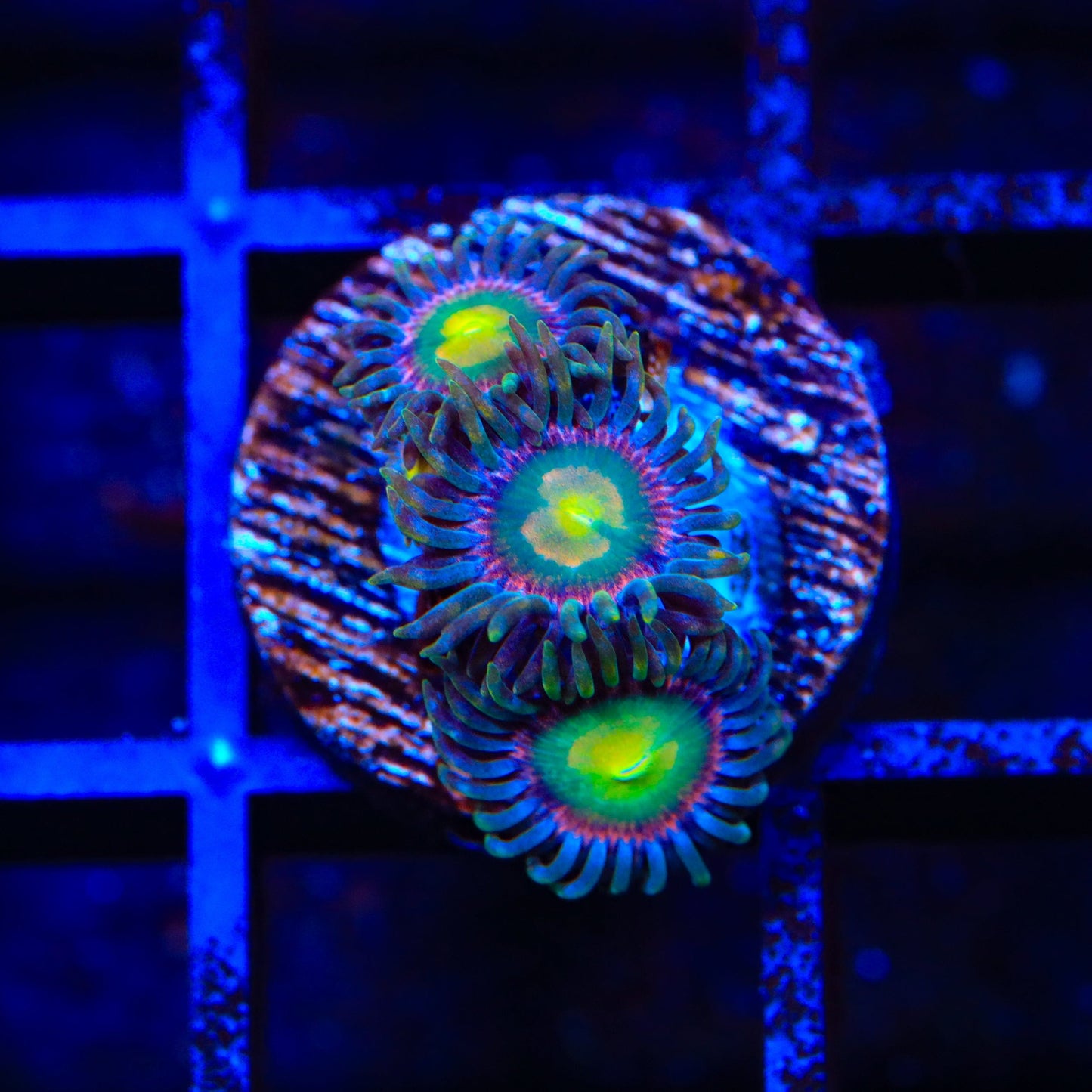 Laser Lemon Zoanthids Coral