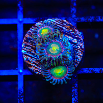 Laser Lemon Zoanthids Coral