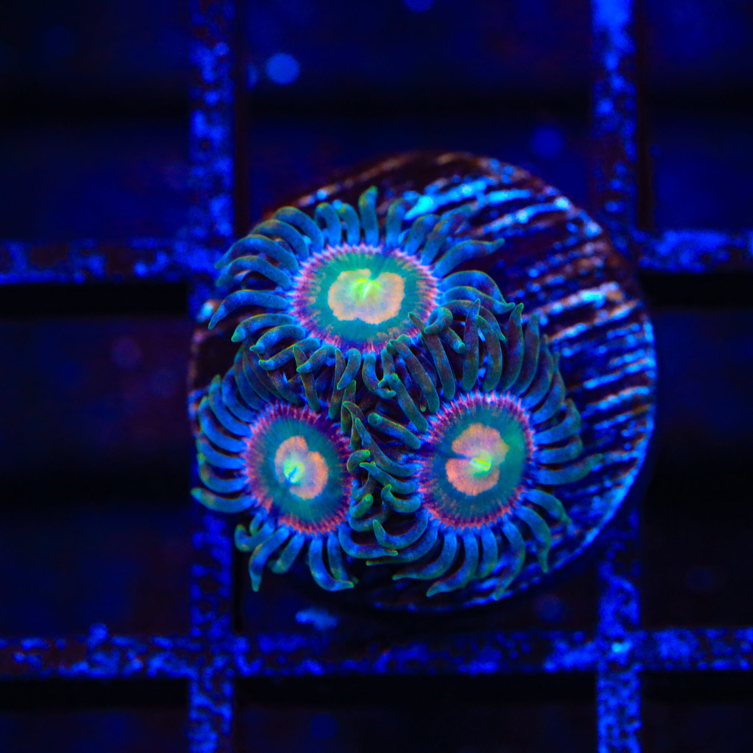 Laser Lemon Zoanthids Coral