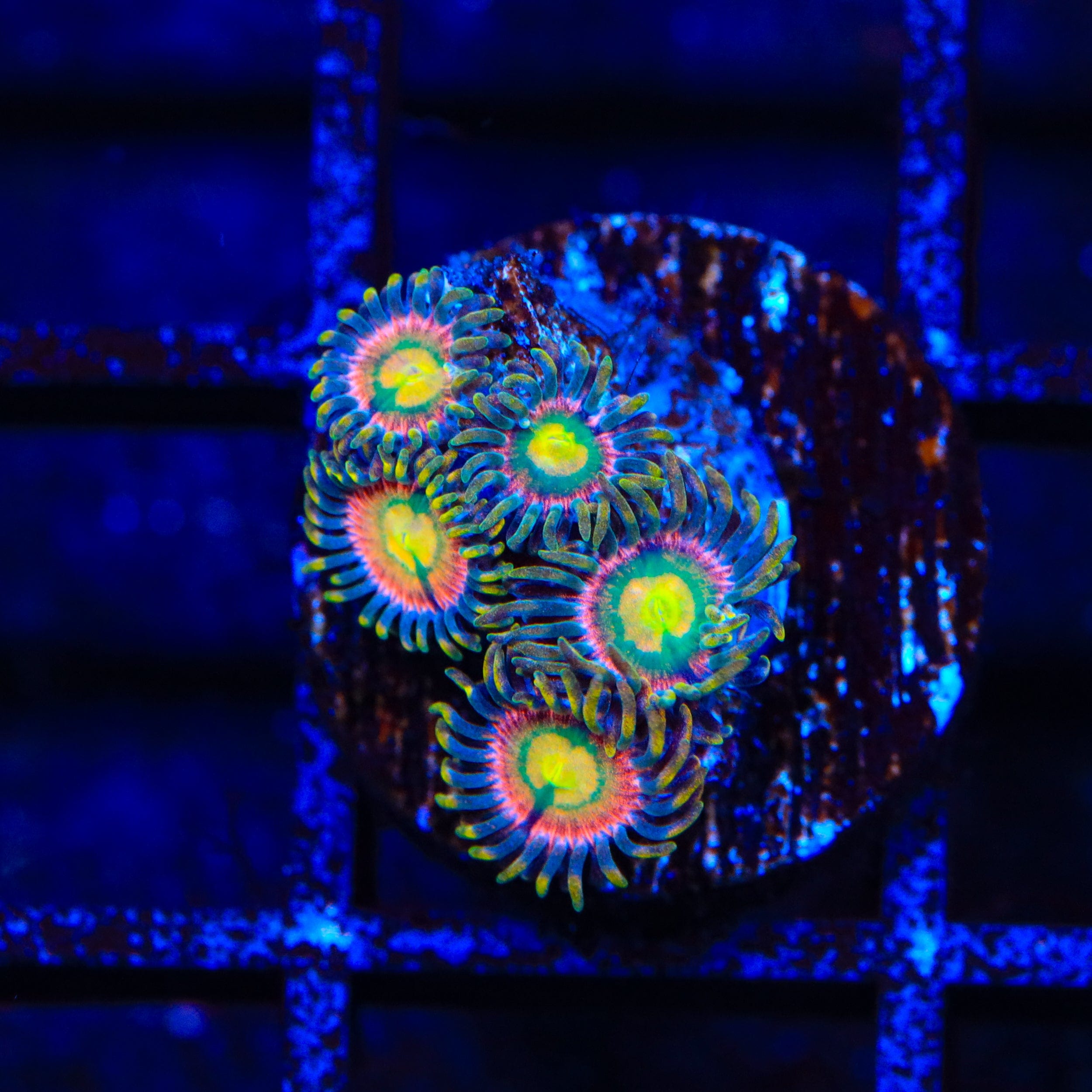Laser Lemon Zoanthids Coral