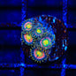 Laser Lemon Zoanthids Coral