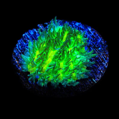 TSA Lemon Lime Hydnophora Coral