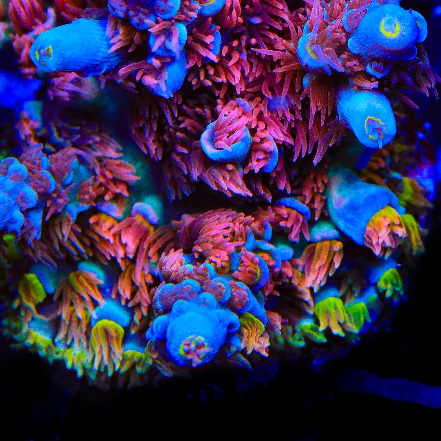 TSA Rainbow Raspberry Tenuis Acropora Coral