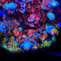 TSA Rainbow Raspberry Tenuis Acropora Coral