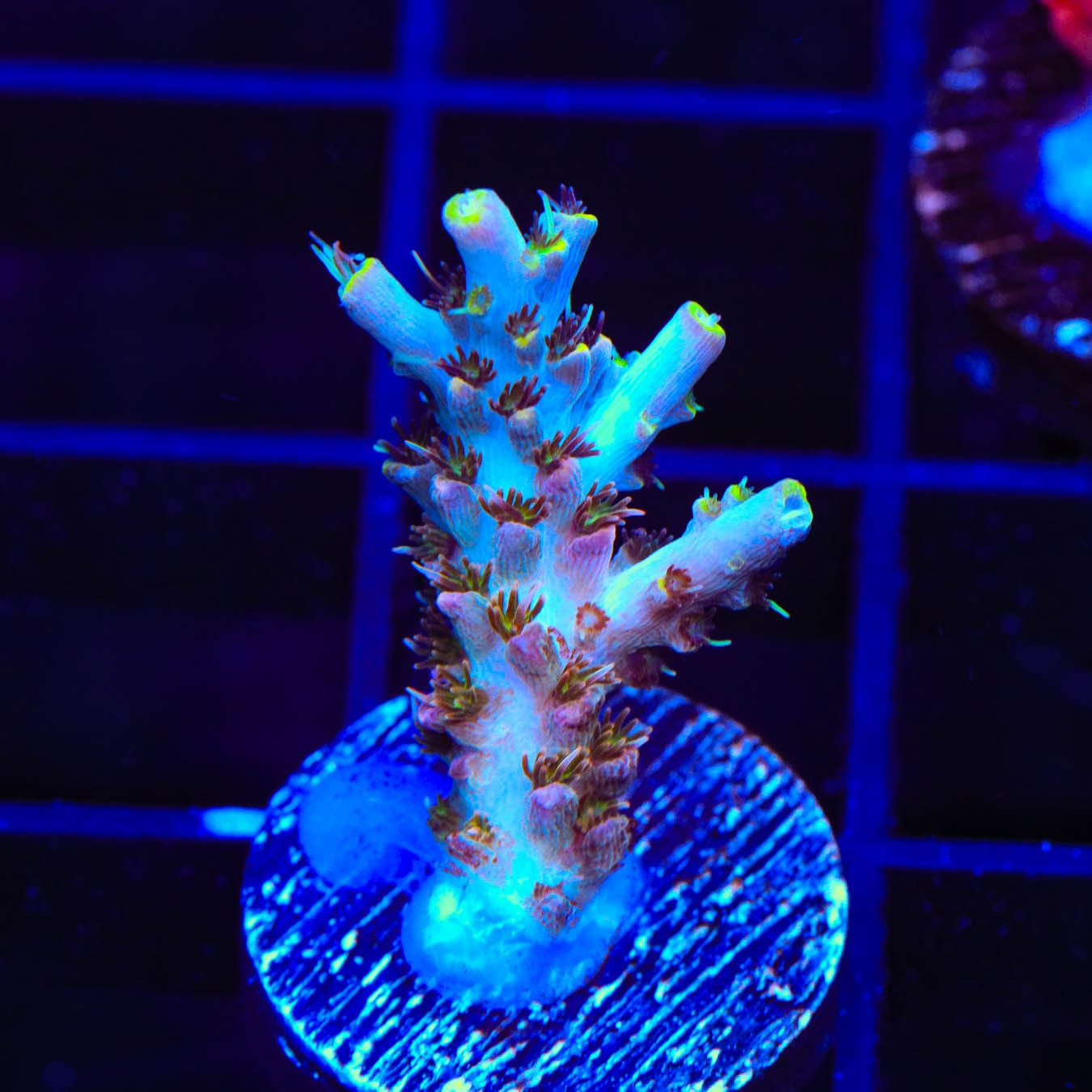 TSA Long Island Acropora Coral