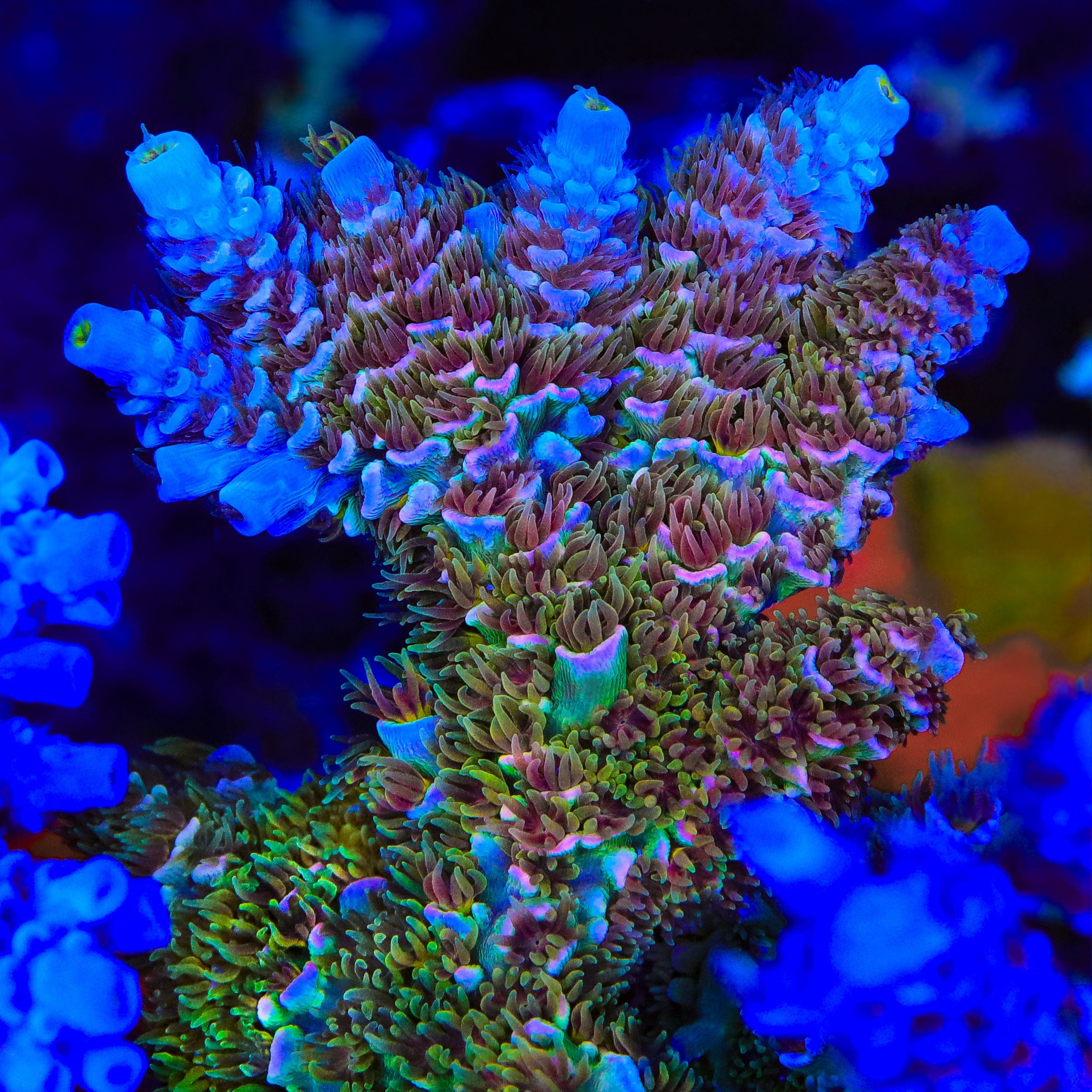 TSA Mango Passion Tenuis Acropora Coral