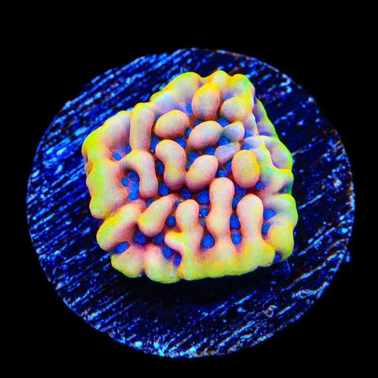 TSA Mango Tango Montipora Coral