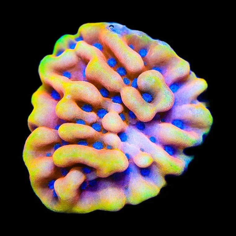 TSA Mango Tango Montipora Coral