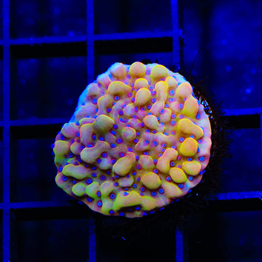 TSA Mango Tango Montipora Coral