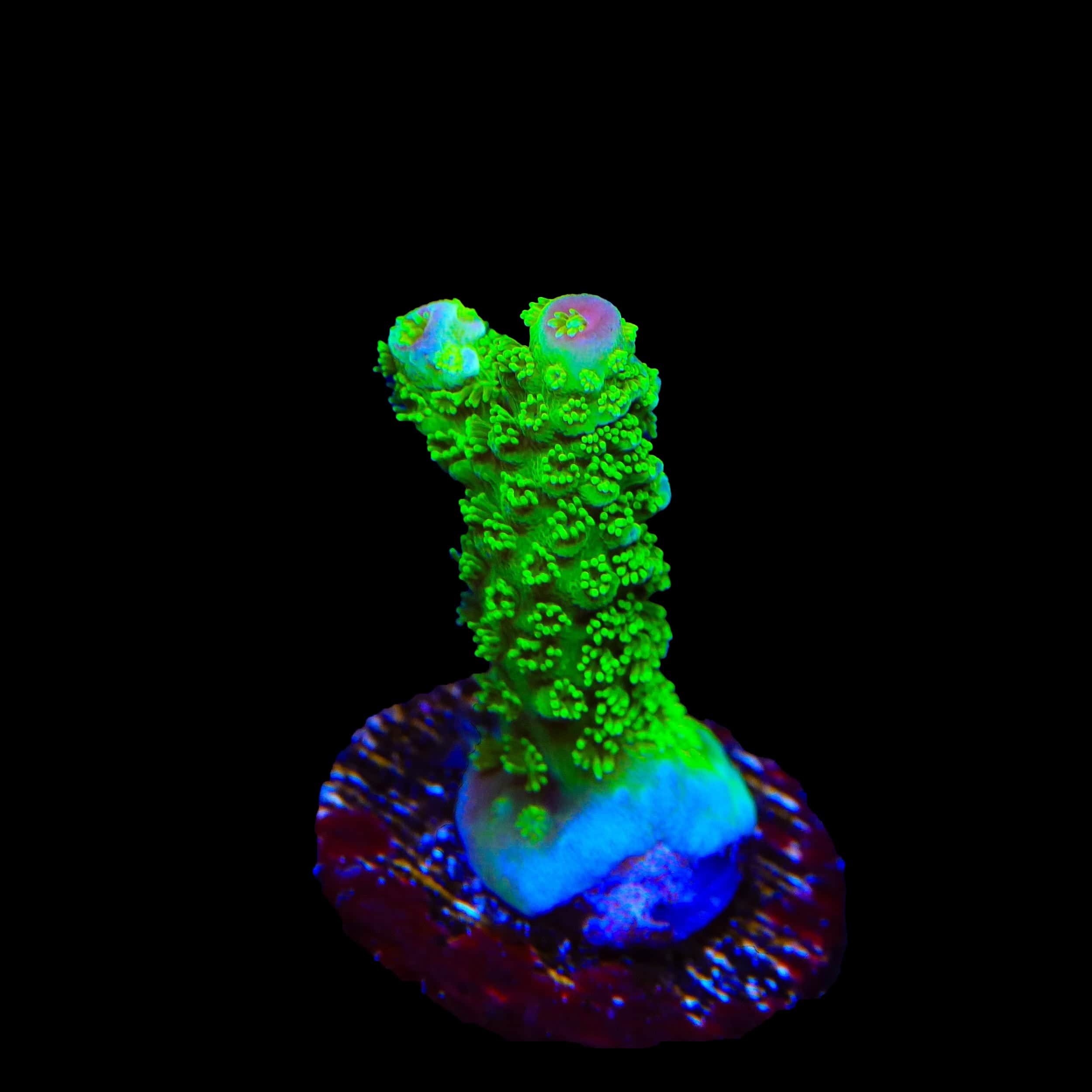 TSA Margaritaville Acropora Coral