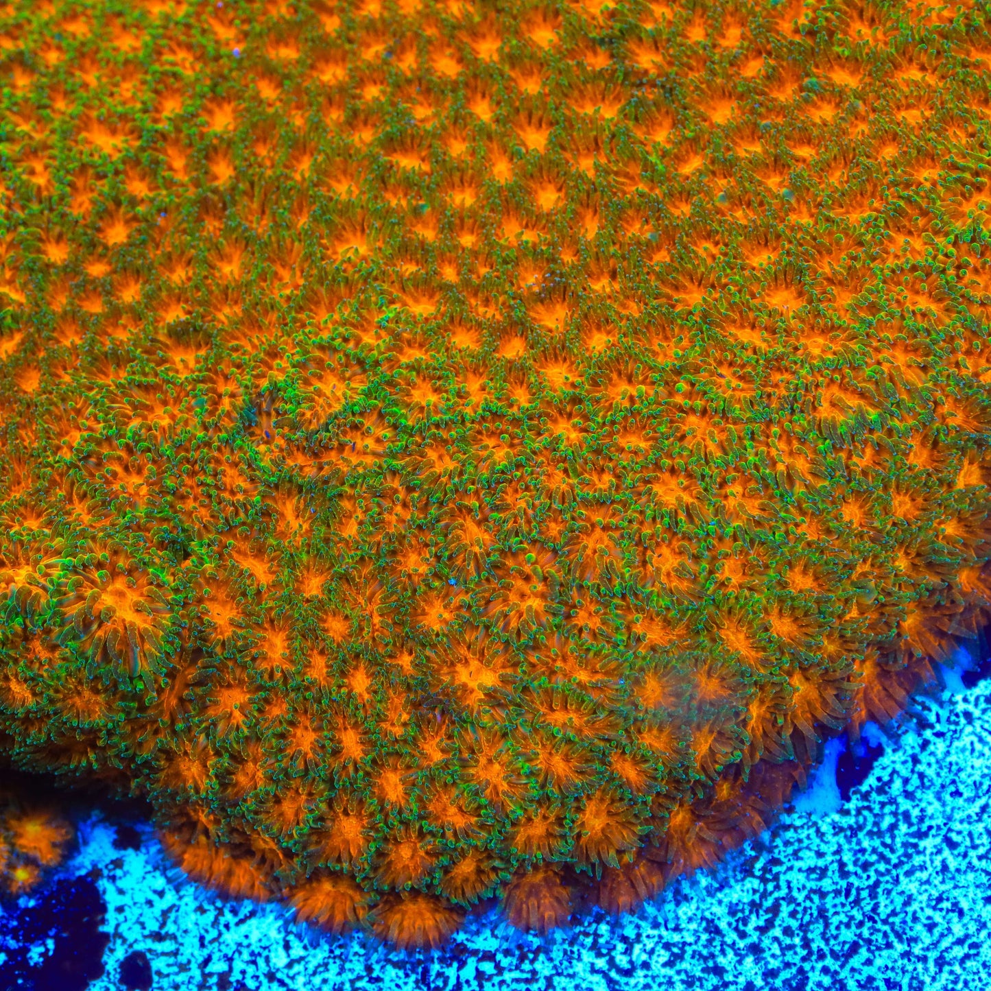 TSA Mayhem Leptastrea Coral