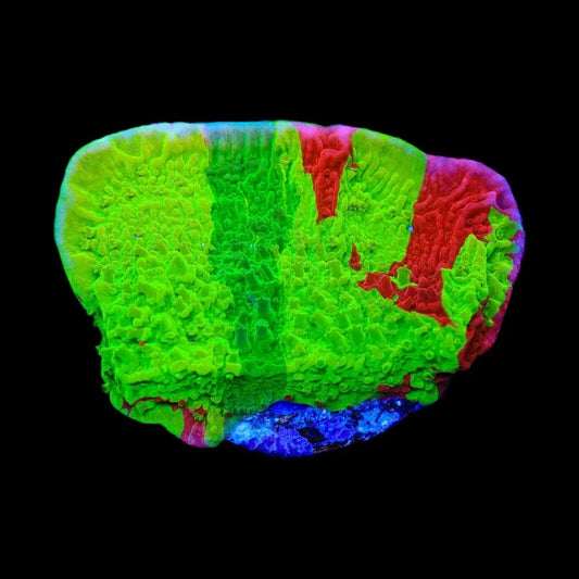 TSA Mind Meld Triple Grafted Montipora Coral