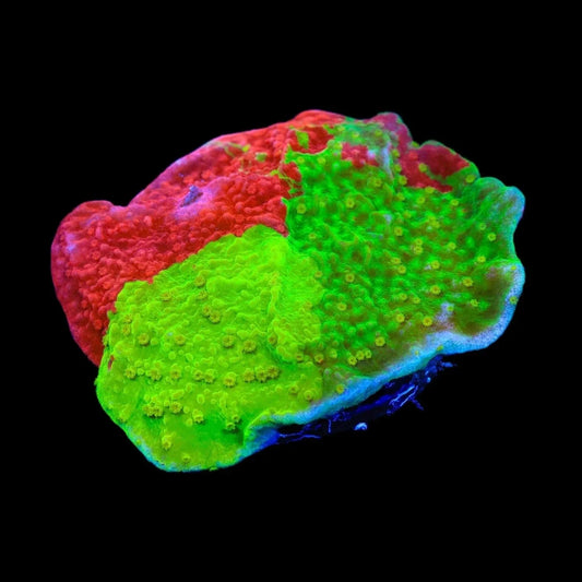 TSA Mind Meld Triple Grafted Montipora Coral