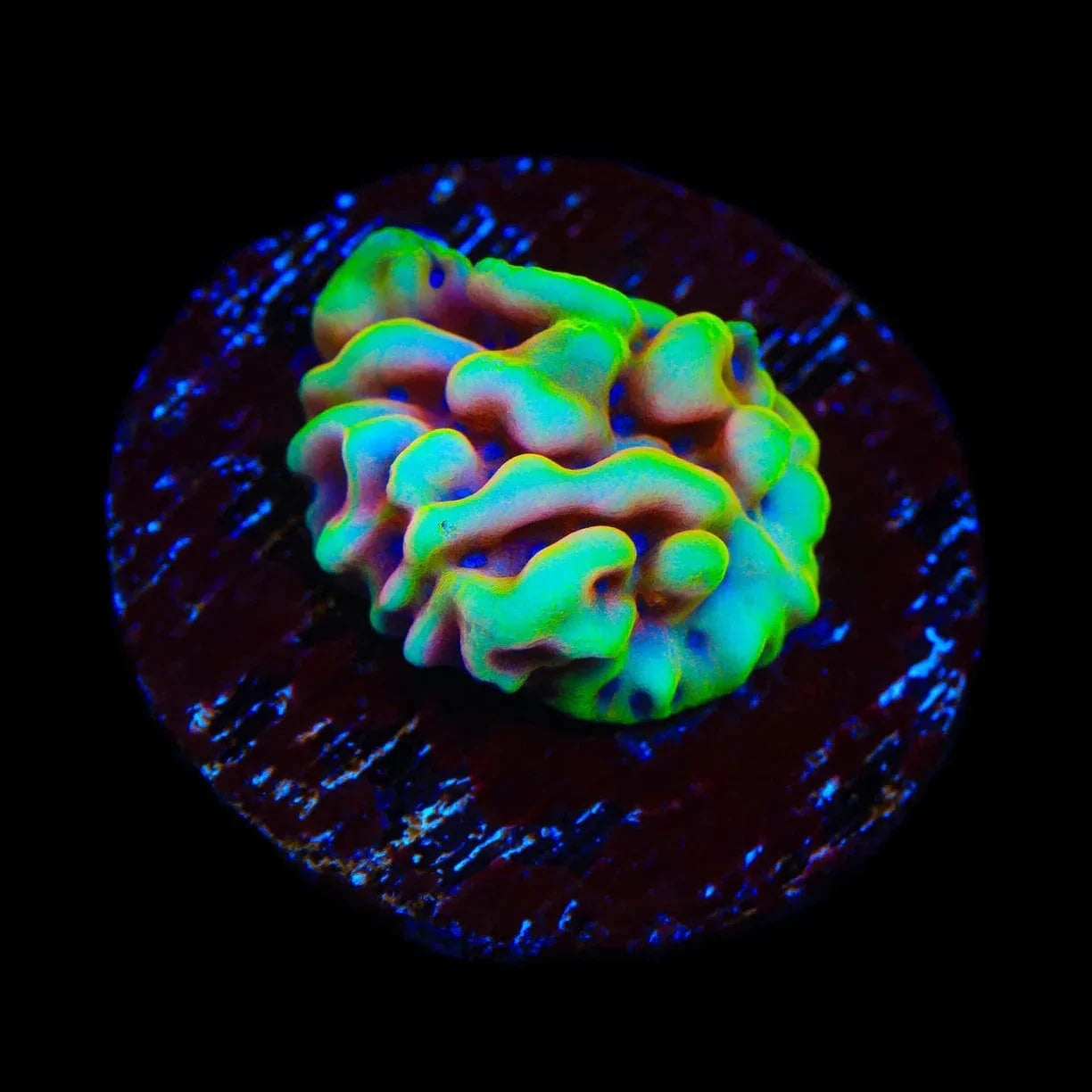 TSA Minions Montipora Coral