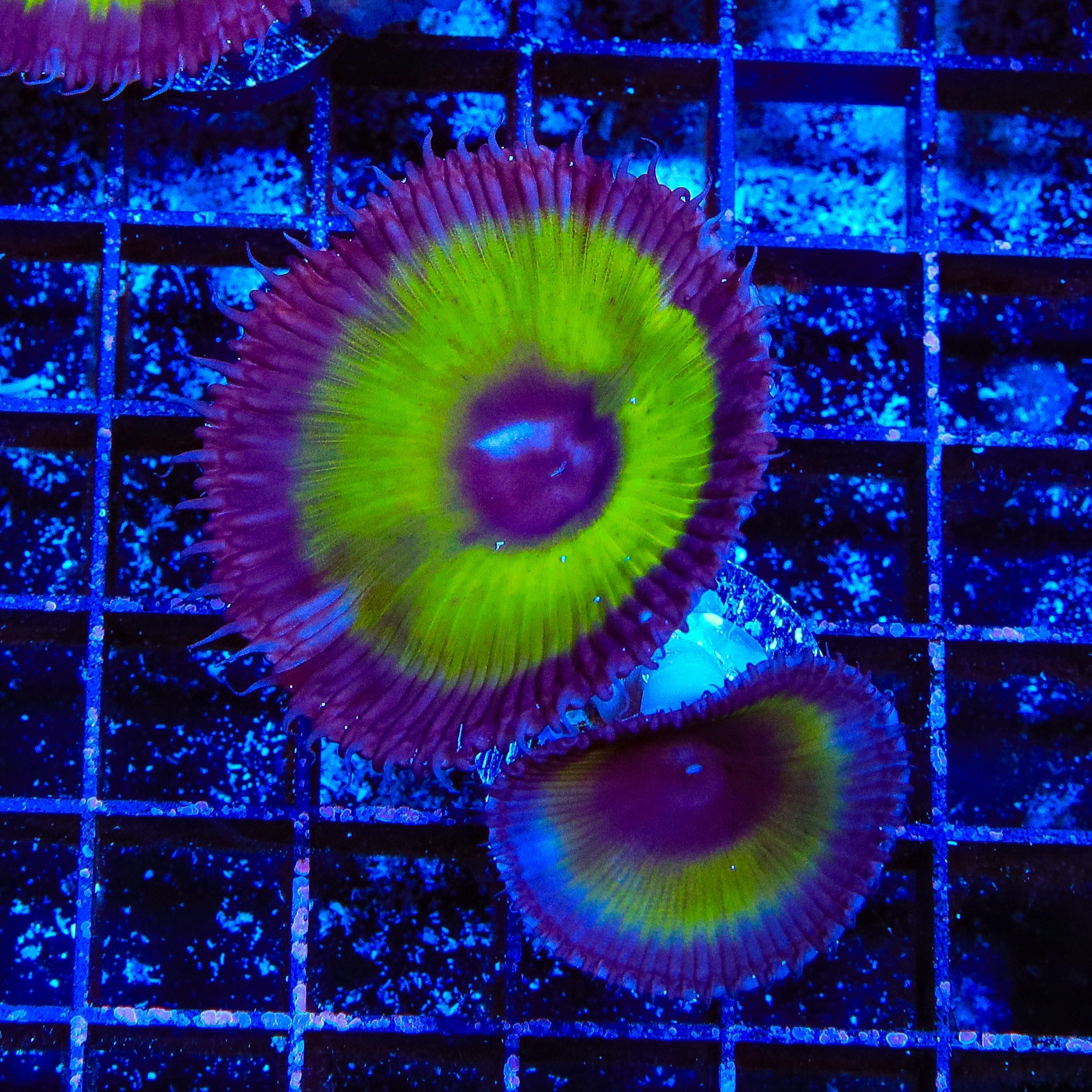 Coral Frag Test Product