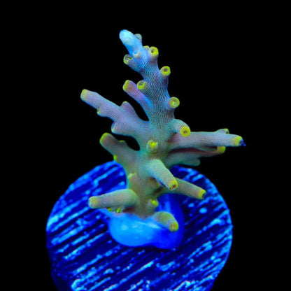 TSA Neon Nectar Dragon Acropora Coral