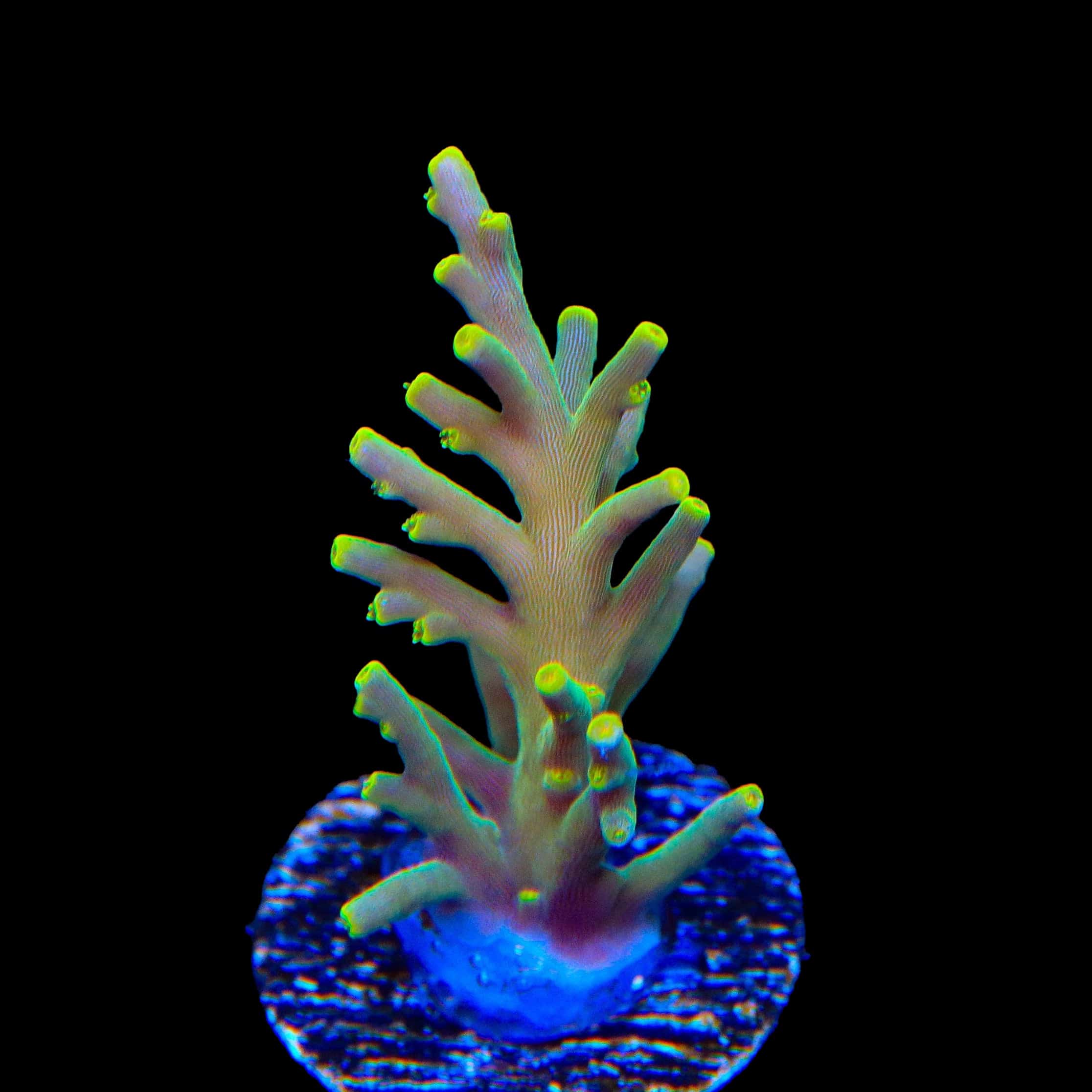 TSA Neon Nectar Dragon Acropora Coral