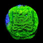 TSA Northern Lights Leptoseris Coral
