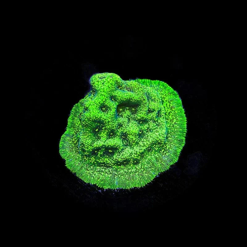 TSA Northern Lights Leptoseris Coral