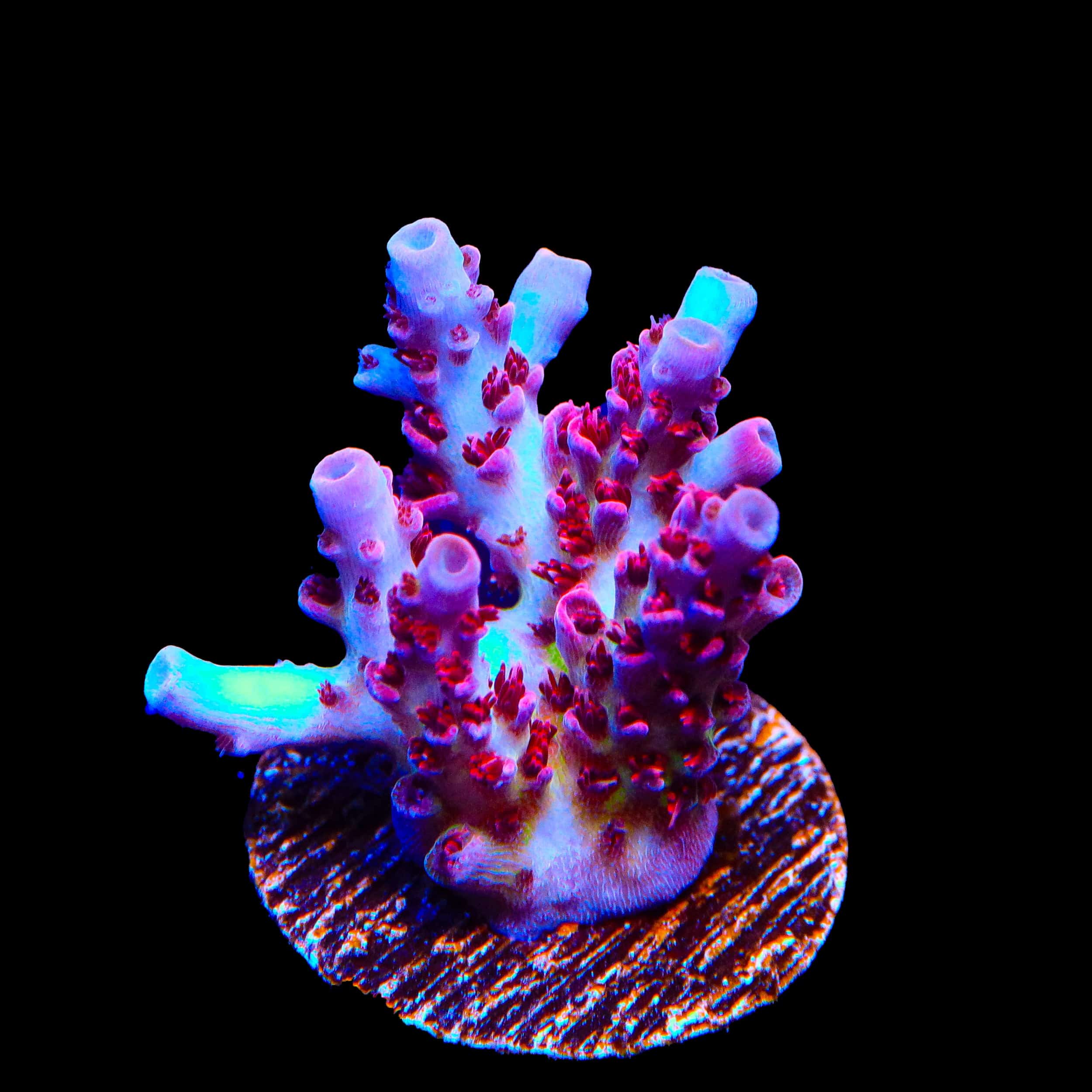 TSA Optimus Prime Acropora Coral