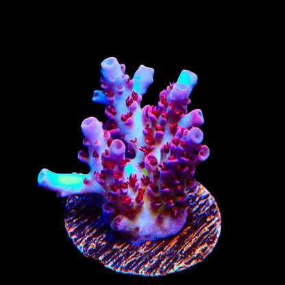 TSA Optimus Prime Acropora Coral