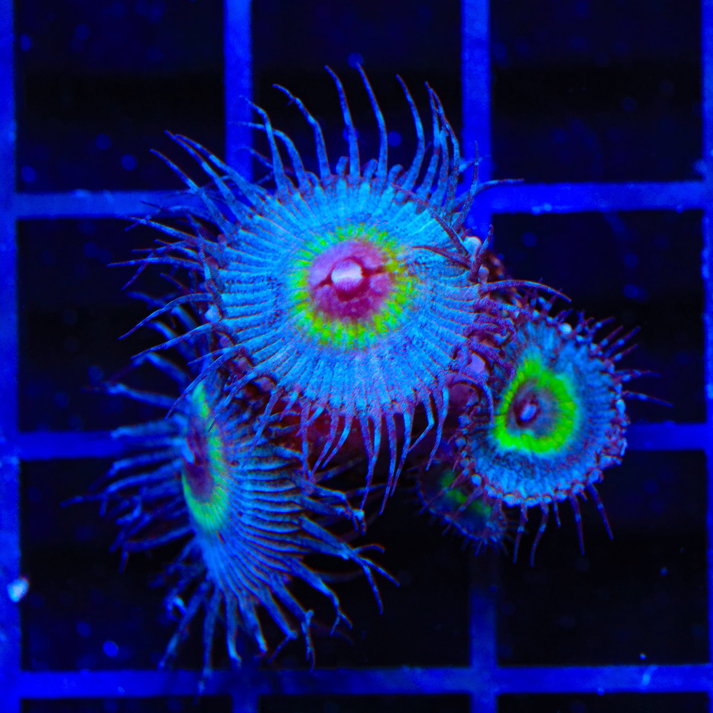 TSA Peacock Palythoa Coral
