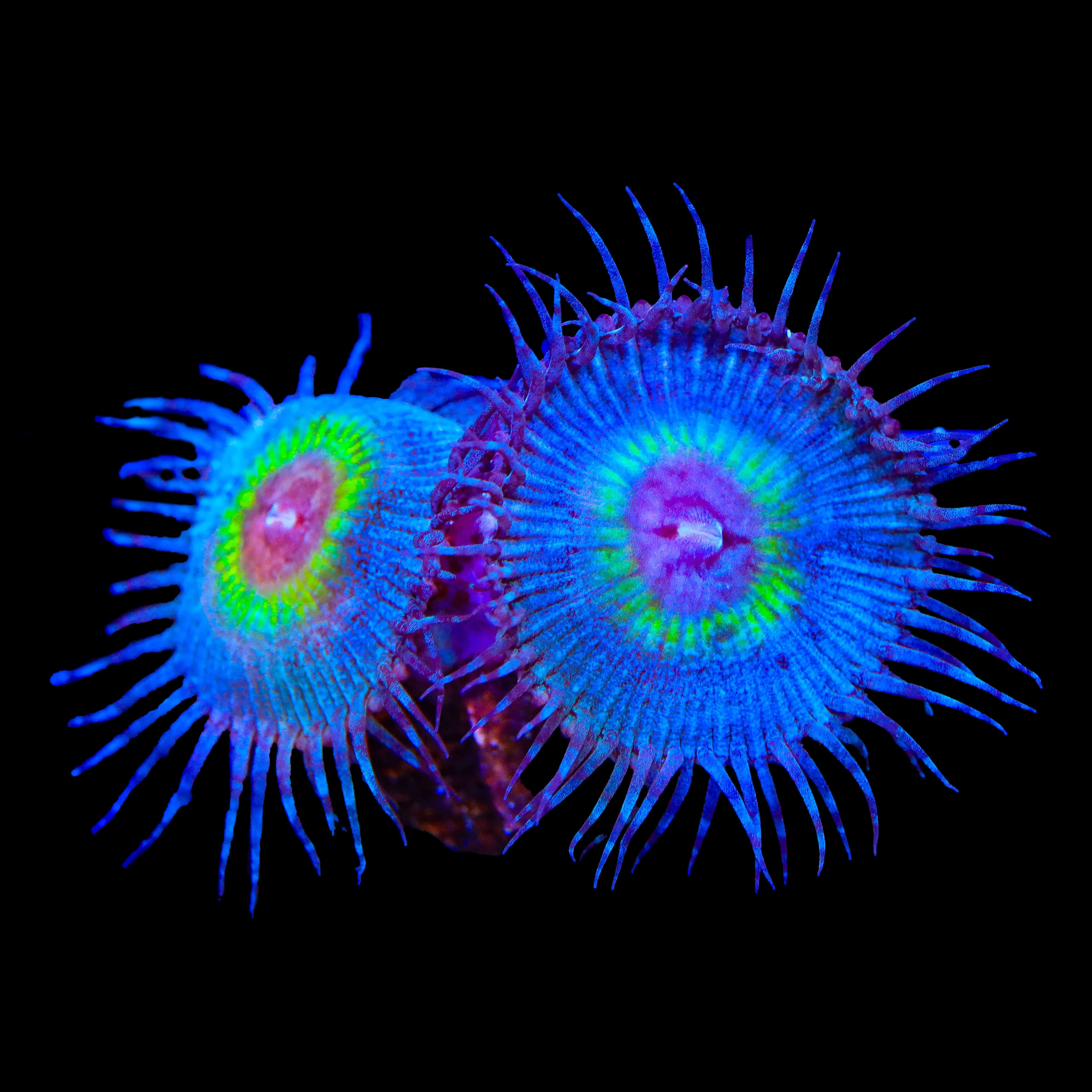 TSA Peacock Palythoa Coral