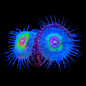 TSA Peacock Palythoa Coral