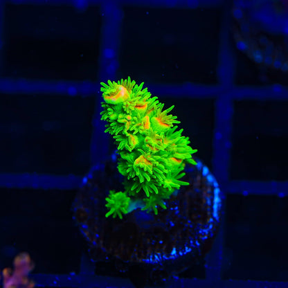 TSA Peter Pan Tenuis Acropora Coral