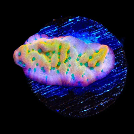 TSA Pink Halo Montipora Coral
