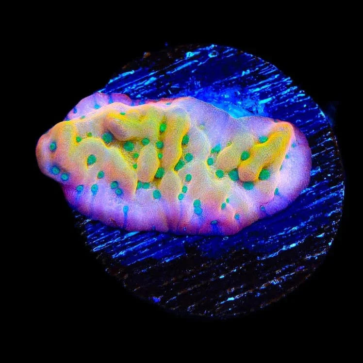 TSA Pink Halo Montipora Coral