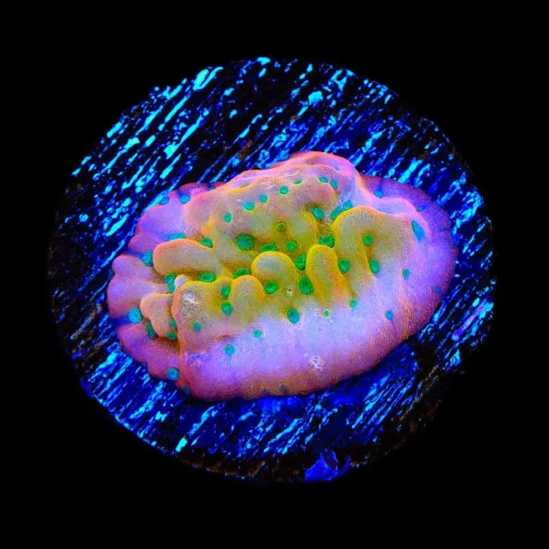 TSA Pink Halo Montipora Coral