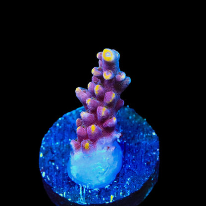 TSA Purple Rain Acropora Coral