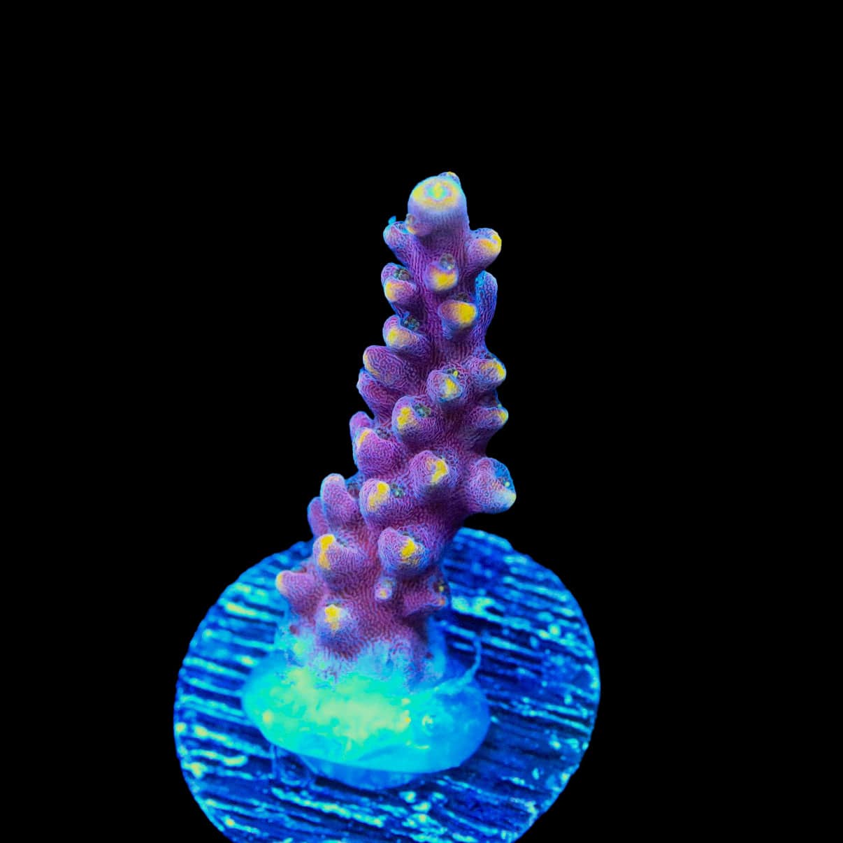 TSA Purple Rain Acropora Coral