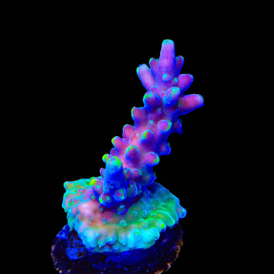 TSA Purple Rain Acropora Coral
