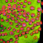 TSA Radioactive Cyphastrea Coral