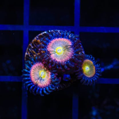 TSA Rainbow Spectrum Zoanthids Coral