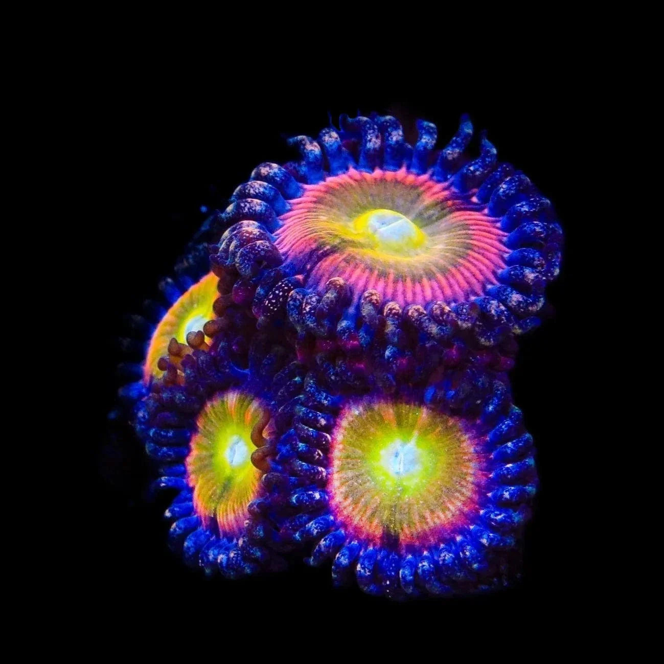 TSA Rainbow Spectrum Zoanthids Coral